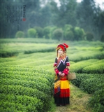 彝族姑娘 (43).jpg
