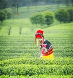 彝族姑娘 (45).jpg